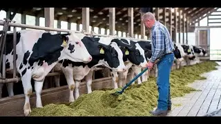Modern In-Parlour Feeding Systems for Dairy Cows - Farm With Me