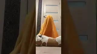 САМЫЕ СМЕШНЫЕ ЖИВОТНЫЕ // СТРАННОЕ СУЩЕСТВО СЪЕЛО СОБАКУ 