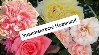 🌿Август. Окулянты. 🌹🌹🌹Принимаю заказы на осень 23 г.! 