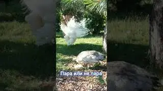 Пара или не пара