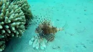 Египет 2015. Old Palace Resort 5*. Sahl Hasheesh.