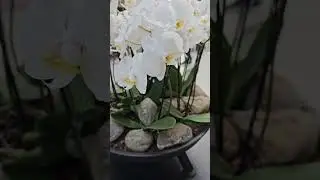 Орхидеи в гостинице