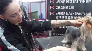 2.0 Техника плавных переходов в салонном груминге йорка и мальтезе