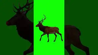 Rudolf walk |  green screen walk with Rudolf