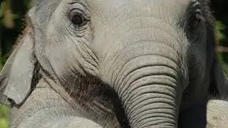 The Hashtag Show #28 ELEPHANT