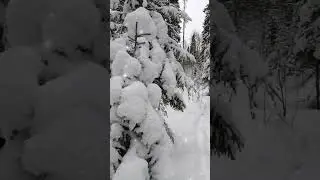 Зима... деревья в снегу...