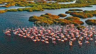 flamingos  is on the way👍
