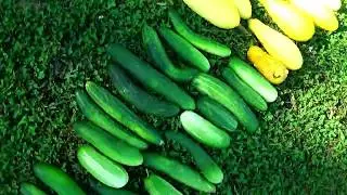HOW TO GET RID OF SQUASH BUGS!  #Squashbugs easy solution!
