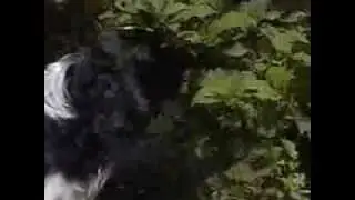 Собака ест ягоды прямо с веток дерева