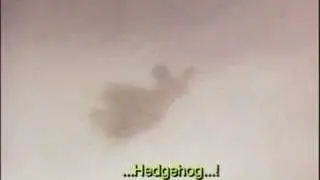hedgehog in the fog