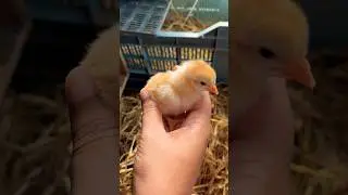 "Cuteness Overload! Watch Our Newborn Chicks Take Their First Fluffy Steps! #shorts #cutechick