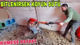 KÜMESE NE OLMUŞ..PAT PAT ZOR CIKTI.KOYUN SÜTÜ İÇMEK