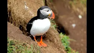 Puffin