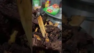 ASMR Carabao Ribs #viral #asmr #shorts