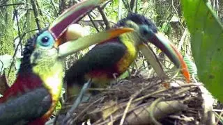 Tropical Birds Confront Warming