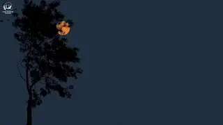 do you have the love for math? [dark academia playlist]