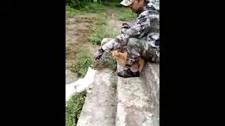 Брошенные животные на острове Большой Уссурийский — 3