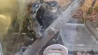 тамошои парк Птица.🥰💃