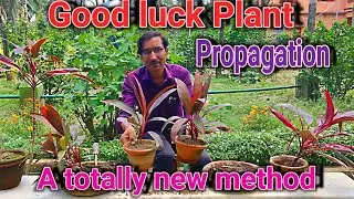 How to multiply Cordyline fruticosa , The Good luck Plant, in an innovative way