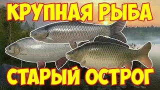 🐟Место ловли Амура и Карпа #русскаярыбалка4 #russianfishing4 #рыбалка #трофей #амур #carpfishing