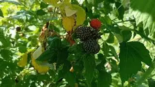 #Обо всём //Магазины, жуки и сирены