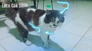 Mico Funny Funny Funny Cat #shorts #short #shortvideo