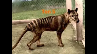 Топ 5 животных которые вымерли из-за людей