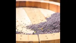 Grape Seed Extract - Create Yourself Designer Frequency, Lower Cholesterol, Brain Health and More