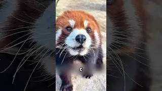This red panda asked for help herself 🥺🤔 