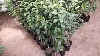09.03.2024  Лимон кучат сотилади  ☎+998990301682