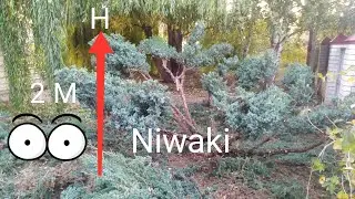 Стрижка можжевельника (ниваки), высотой 2 метра. Juniper niwaki