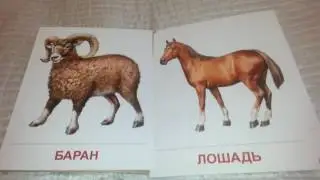 Домашние животные. Демонстрационные карточки. Развивающие карточки.