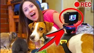 ПРИСОБАЧИЛИ Камеру НА ДЖИНУ ЧТО БУДЕТ ? СКРЫТАЯ КАМЕРА | Дом Призрак Elli Di Pets