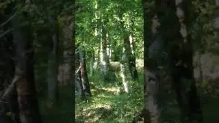 FAR CRY