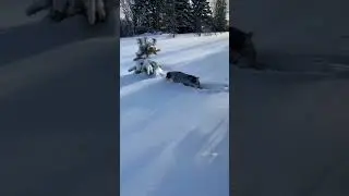 дратхаар и заяц