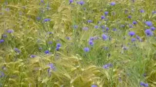 Fields of Gold