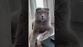 Привет! 👋 #shorts #cat #kitten