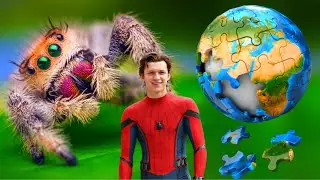 How is the world without SPIDERS ?  I  Are SPIDERS useful or harmful to humans?