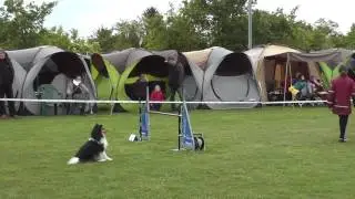 Emily und Gizmo Agility Hockenheim 15.05.2016