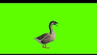 Duck Green Screen || no copyright || Mr. Green
