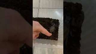 Принимаю роды у скорпиона. ЭТО ЖЕСТЬ! Кто вы по ЗЗ?