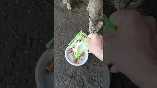 #накормил кошек