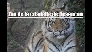Zoo de la citadelle de Besancon
