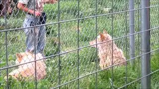 Wolves and information at Wolf Park in Indiana part one