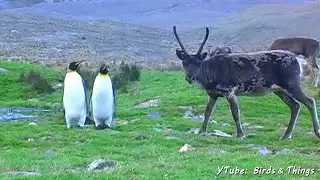 Penguins & Reindeer - A Book Trailer