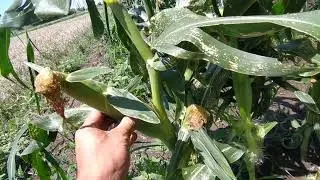 This is corn. The cobs are 23 cm and longer.