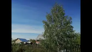 Березовый сок, березовые веники для бани и дрова в зиму.