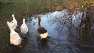 Деревня. Сын гонит гусей домой