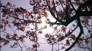 цветущие деревья