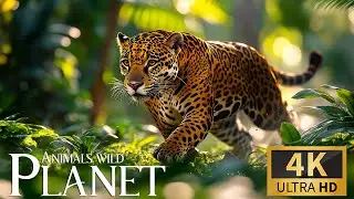 Animals Planet 4K  🐾 Discovery Relaxation Film with Peaceful Relaxing Music & Nature Real Sound